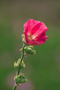 Close-up of pink flower bud