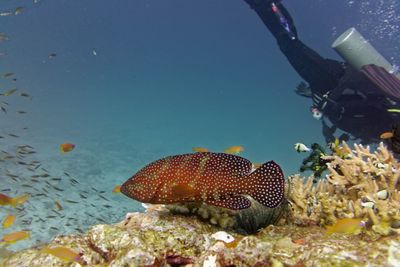 Close-up of fish swimming in sea