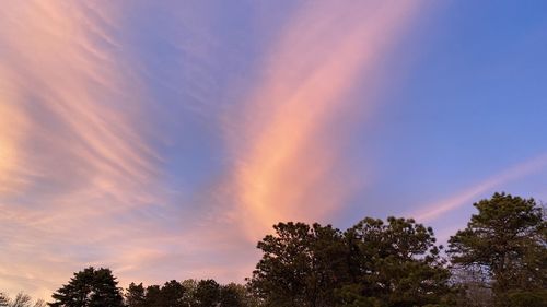 Low angle view of trees against sky