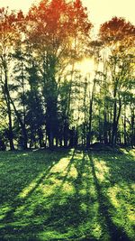 Sun shining through trees on grassy field