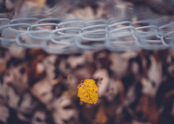 Close-up of autumn leaf by tennis net