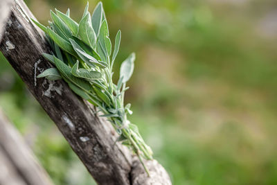 Bunch of  herbs salvia officinalis, common sage, just sage suspended for drying with an herbalist.