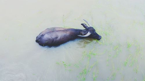 High angle view of turtle swimming in lake