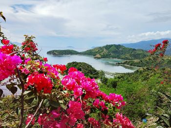 Pink flowering plants by sea against sky