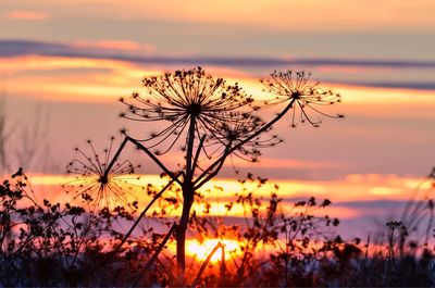 Close-up of orange flower against sky during sunset