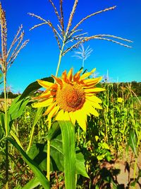 Close-up of sunflowers blooming on field against clear blue sky