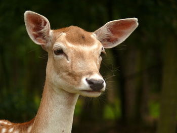 Close-up portrait of an animal against blurred background