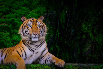 Portrait of a cat in the forest