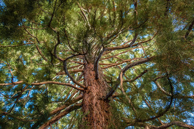 Low angle view of trees in forest against sky
