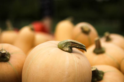 Close-up of pumpkins in market