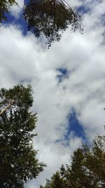 Low angle view of trees against sky