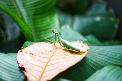 Close-up of grasshopper on leaf