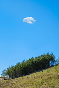 Low angle view of trees against sky