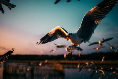 Bird flying over lake against sky during sunset