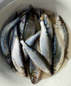 High angle view of fish in container