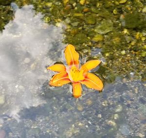 Close-up of yellow flower in water