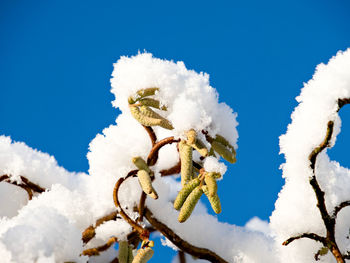 Close-up of snow covered against blue sky