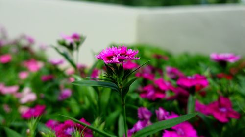 Close-up of pink flowers