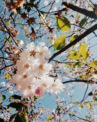 Low angle view of cherry blossoms in spring