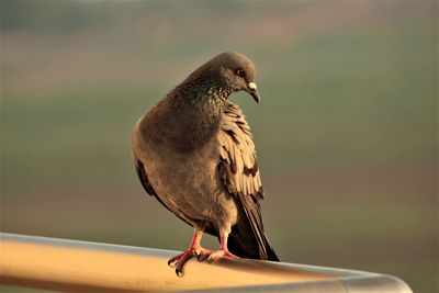 Close-up of bird perching on railing