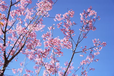 Low angle view of cherry blossoms against blue sky