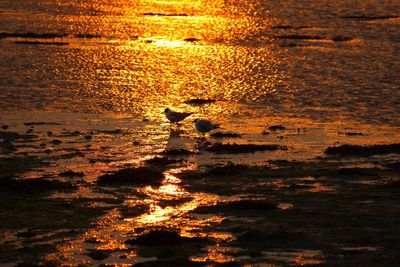 Silhouette man standing on beach against sky during sunset