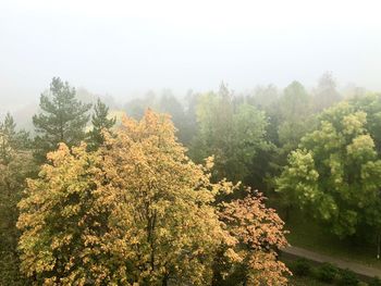 Trees in forest against sky