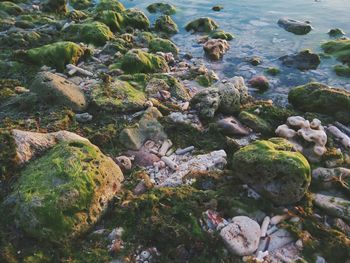 Close-up of pebbles on beach