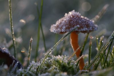 Close-up of mushroom growing on field during winter