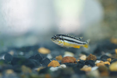 Close-up of fish swimming in sea