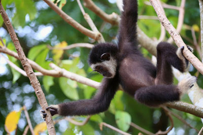 Low angle view of monkey on tree in forest