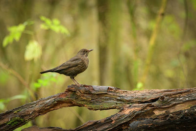 Bird perching on a tree