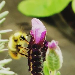 Close-up of insect on pink flower