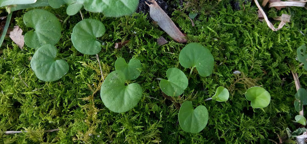 Plants growing in garden