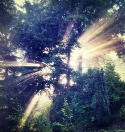 Sun shining through trees