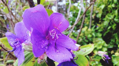 Close-up of wet purple flower