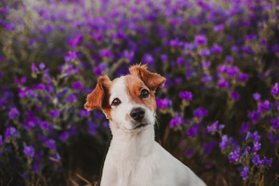 Close-up portrait of dog against purple flowers blooming on field