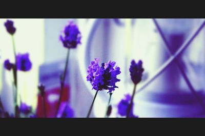Close-up of purple flowers