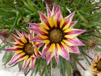 Close-up of pink flower