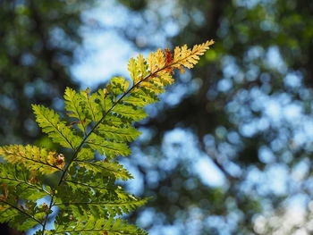 Low angle view of yellow leaves on tree