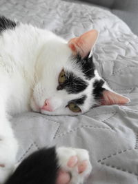 High angle view of cat lying on bed