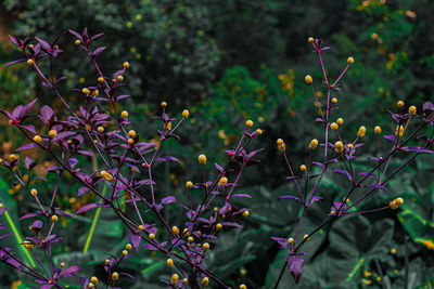 Close-up of flowering plant