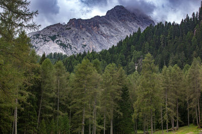 Panoramic view of pine trees in forest against sky