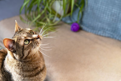 Striped tabby beige cat with green eyes sitting in domestic room looking up cute pets animals 