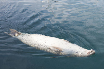 High angle view of aquatic mammal swimming in sea