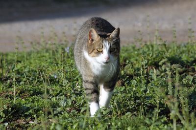 Portrait of cat on grass