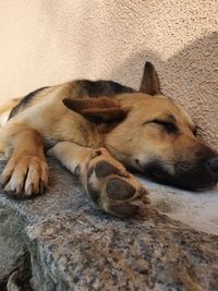 Close-up of dog sleeping