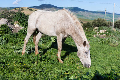 Horse grazing on field against sky