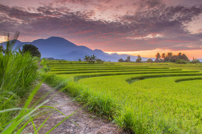 Scenic view of agricultural field against sky during sunset