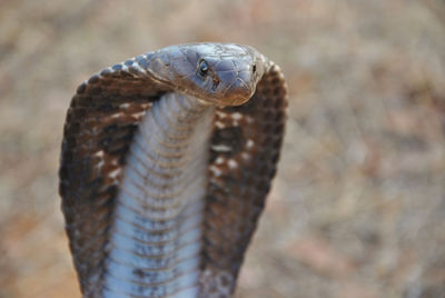 Close-up of lizard